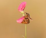 Kaasjeskruiddikkopje / Mallow Skipper