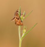 Kaasjeskruiddikkopje / Mallow Skipper