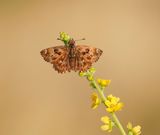 Kaasjeskruiddikkopje / Mallow Skipper