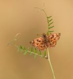 Kaasjeskruiddikkopje / Mallow Skipper
