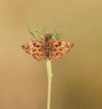 Kaasjeskruiddikkopje / Mallow Skipper