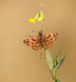 Kaasjeskruiddikkopje / Mallow Skipper