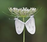 Boswitje / Wood White