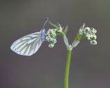 Klein Geaderd Witje / Green-veined White