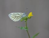 Klein Geaderd Witje / Green-veined White