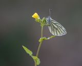 Klein Geaderd Witje / Green-veined White