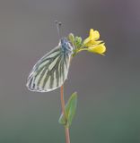 Klein Geaderd Witje / Green-veined White
