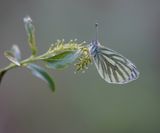 Klein Geaderd Witje / Green-veined White