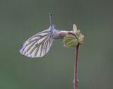 Klein Geaderd Witje / Green-veined White