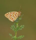 Duinparelmoervlinder / Niobe Fritillary