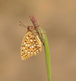 Duinparelmoervlinder / Niobe Fritillary
