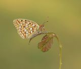 Duinparelmoervlinder / Niobe Fritillary