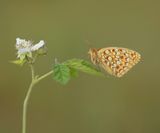 Duinparelmoervlinder / Niobe Fritillary