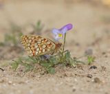 Duinparelmoervlinder / Niobe Fritillary