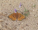 Duinparelmoervlinder / Niobe Fritillary