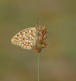 Duinparelmoervlinder / Niobe Fritillary