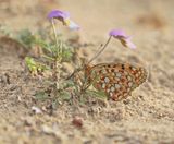 Duinparelmoervlinder / Niobe Fritillary