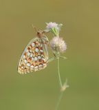 Duinparelmoervlinder / Niobe Fritillary