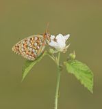 Duinparelmoervlinder / Niobe Fritillary