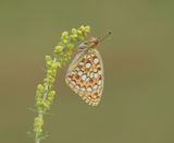 Duinparelmoervlinder / Niobe Fritillary