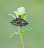 Bruin Dikkopje / Dingy Skipper