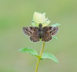 Bruin Dikkopje / Dingy Skipper