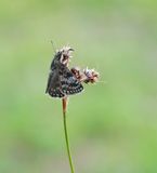 Bruin Dikkopje / Dingy Skipper