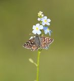 Aardbeivlinder / Grizzled Skipper