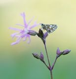 Aardbeivlinder / Grizzled Skipper