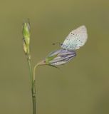 Bloemenblauwtje / Green-underside Blue