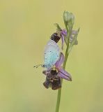 Bloemenblauwtje / Green-underside Blue