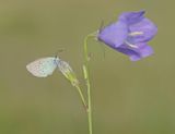 Bloemenblauwtje / Green-underside Blue