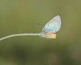 Bloemenblauwtje / Green-underside Blue