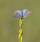 Bloemenblauwtje / Green-underside Blue