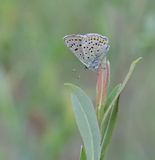 Bruine Vuurvlinder / Sooty Copper