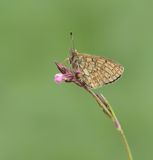 Ringoogparelmoervlinder / Bog Fritillary