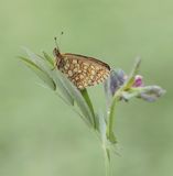Ringoogparelmoervlinder / Bog Fritillary