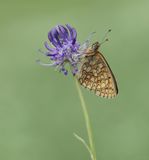 Ringoogparelmoervlinder / Bog Fritillary