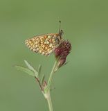 Ringoogparelmoervlinder / Bog Fritillary