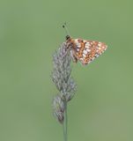 Sleutelbloemvlinder / Duke of Burgundy