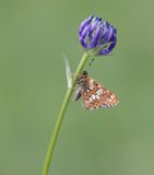 Sleutelbloemvlinder / Duke of Burgundy