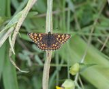 Sleutelbloemvlinder / Duke of Burgundy