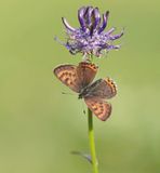 Blauwe Vuurvlinder / Violet Copper