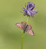 Blauwe Vuurvlinder / Violet Copper