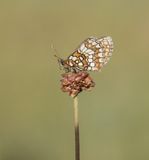 Bosparelmoervlinder / Heath Fritillary