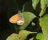 Tweekleurig Hooibeestje / Pearly Heath 