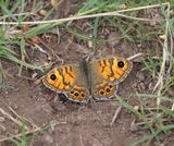 Argusvlinder / Wall Brown