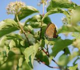 Pruimenpage / Black Hairstreak