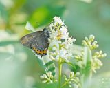 Pruimenpage / Black Hairstreak