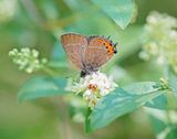 Pruimenpage / Black Hairstreak